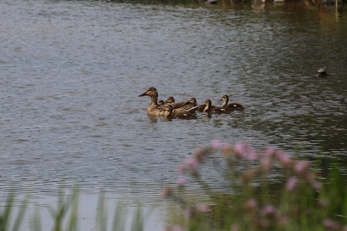 Canard colvert - ML620710909