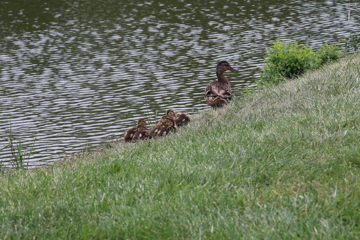 Mallard - ML620710910