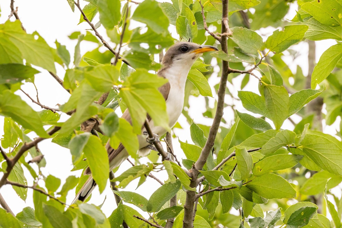 Yellow-billed Cuckoo - Sandy & Bob Sipe