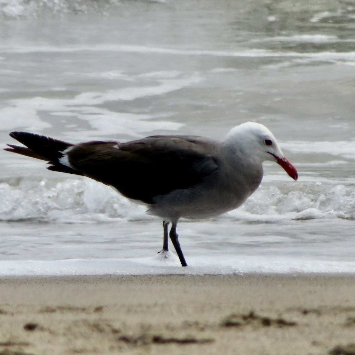 Heermann's Gull - ML620710912