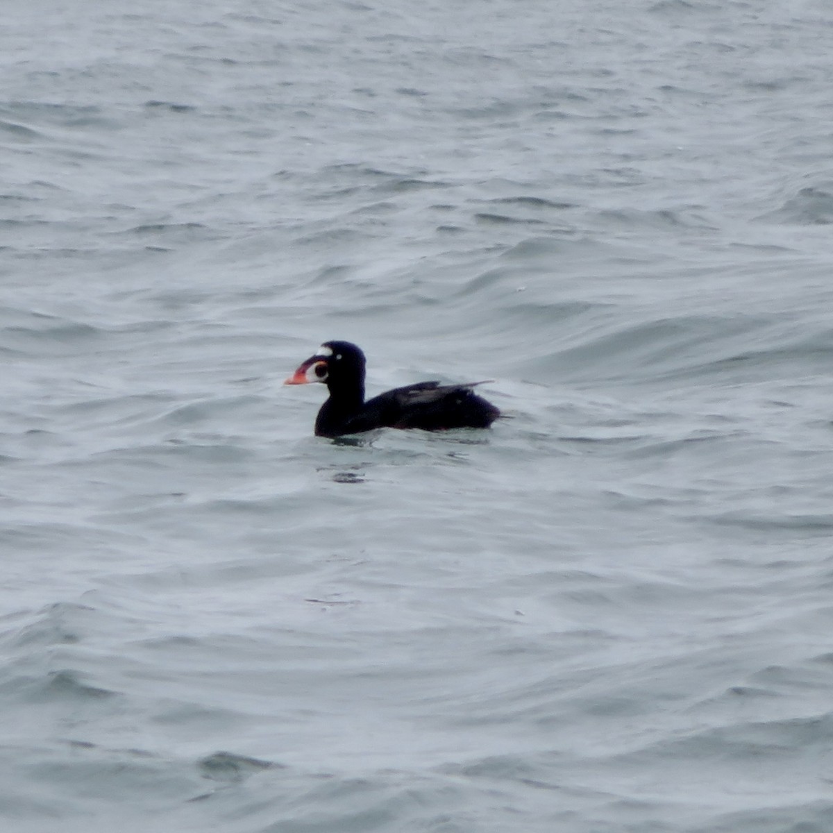 Surf Scoter - Anita Toney