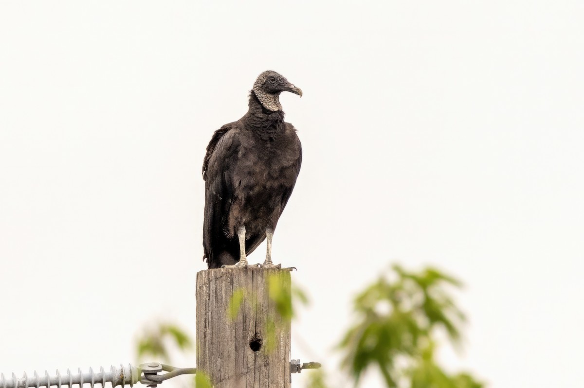 Black Vulture - ML620710915