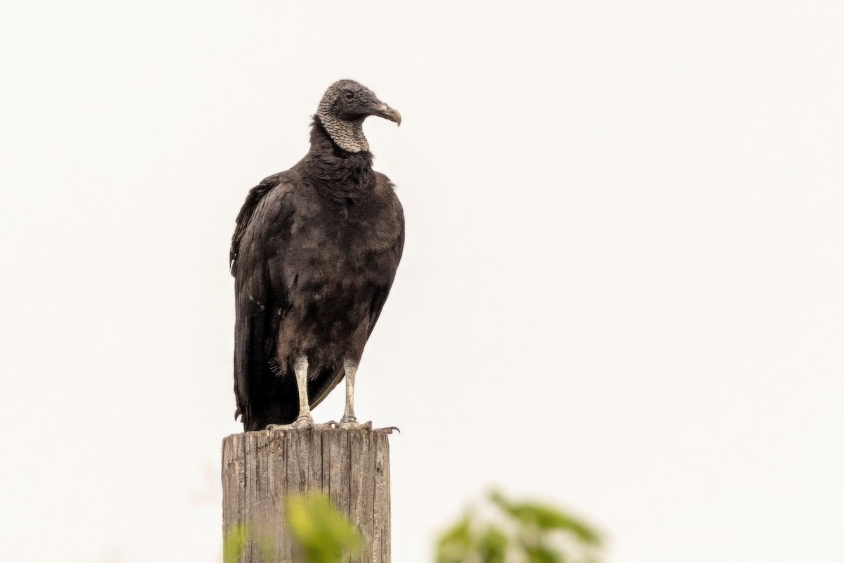 Black Vulture - ML620710916