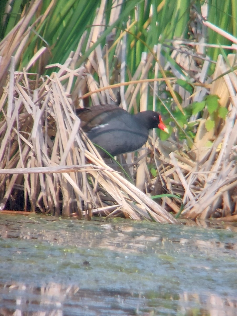 Common Gallinule - ML620710917