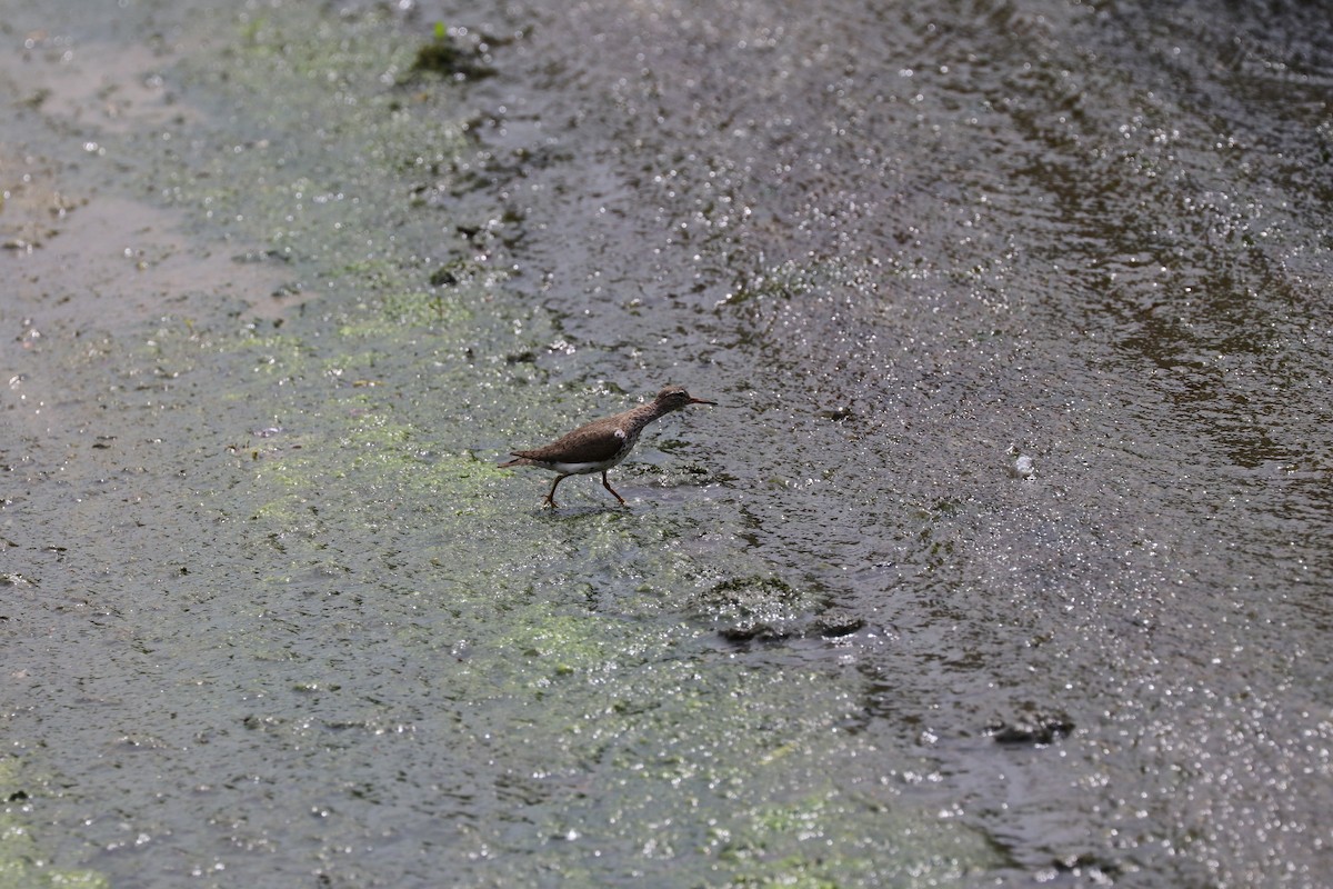 Spotted Sandpiper - ML620710920