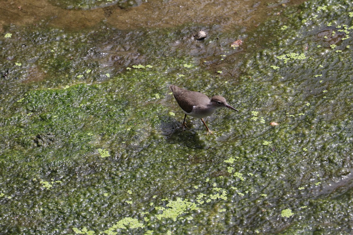 Spotted Sandpiper - ML620710921