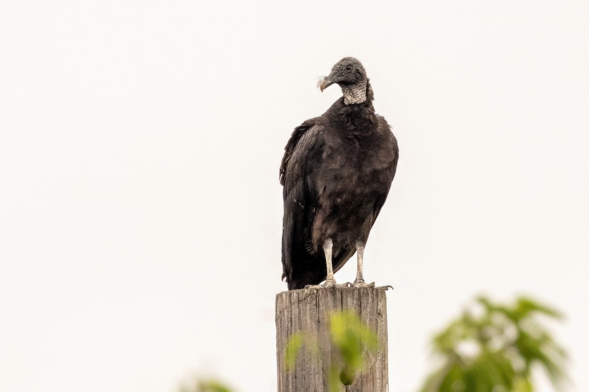 Black Vulture - ML620710922