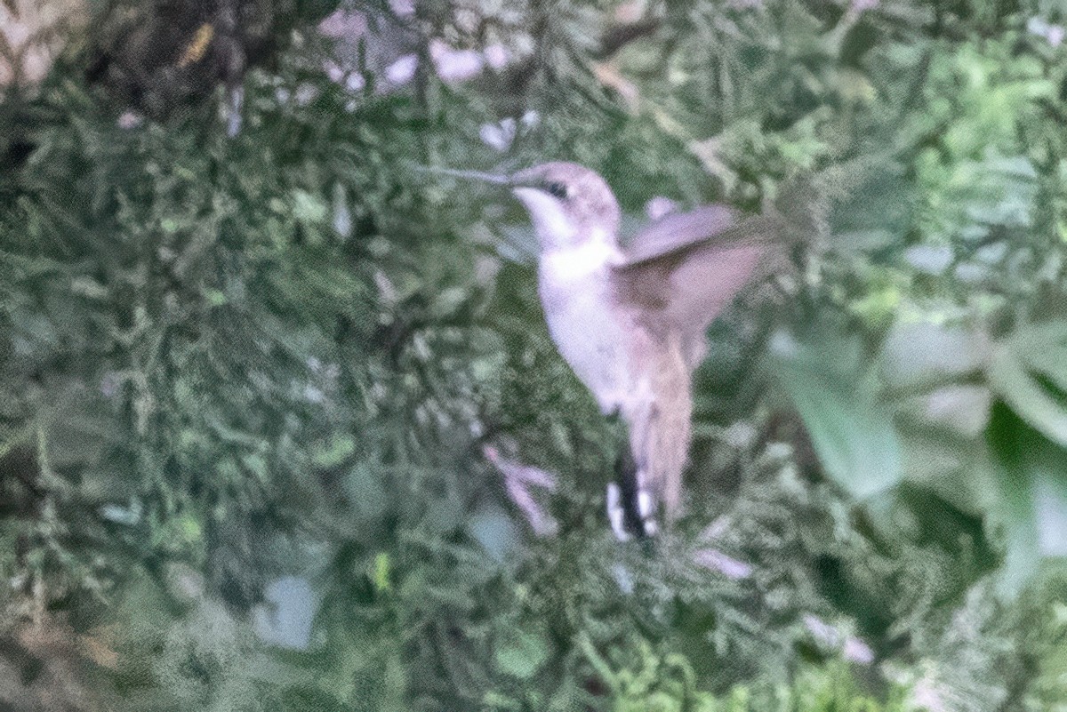 Black-chinned Hummingbird - ML620710924