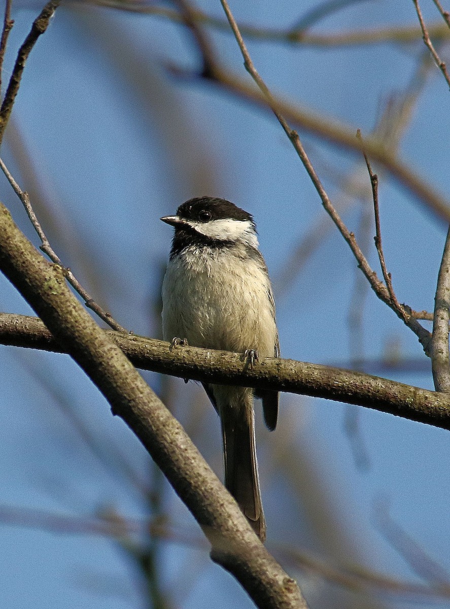 Mésange à tête noire - ML620710940