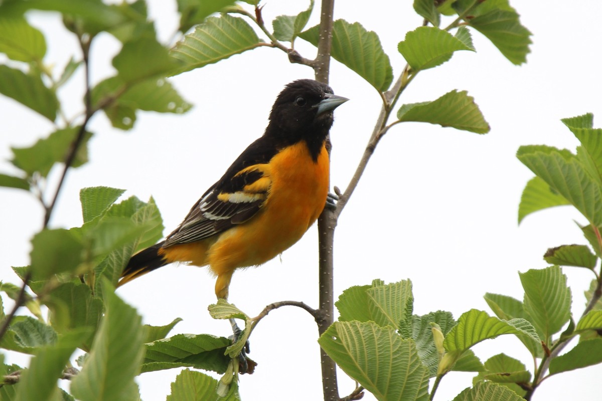 Oriole de Baltimore - ML620710941