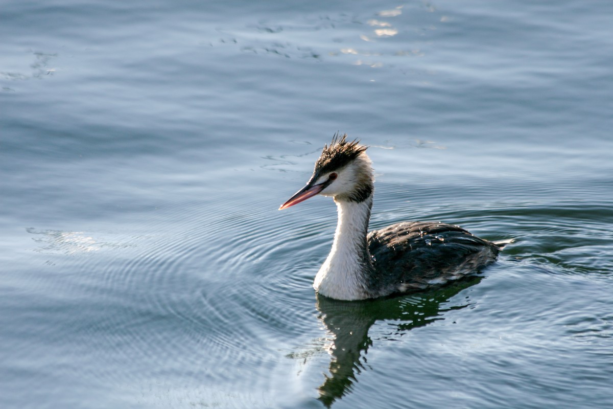 Great Crested Grebe - ML620710946