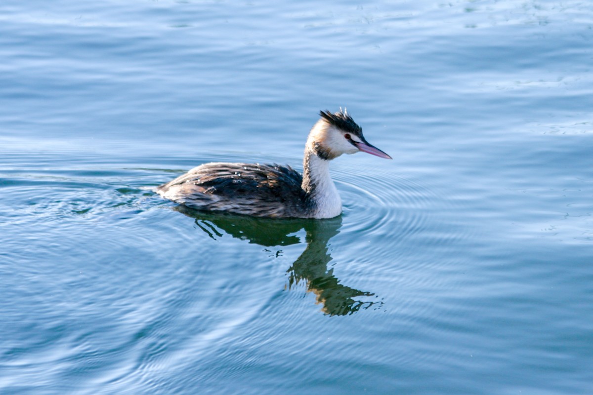 Great Crested Grebe - ML620710947