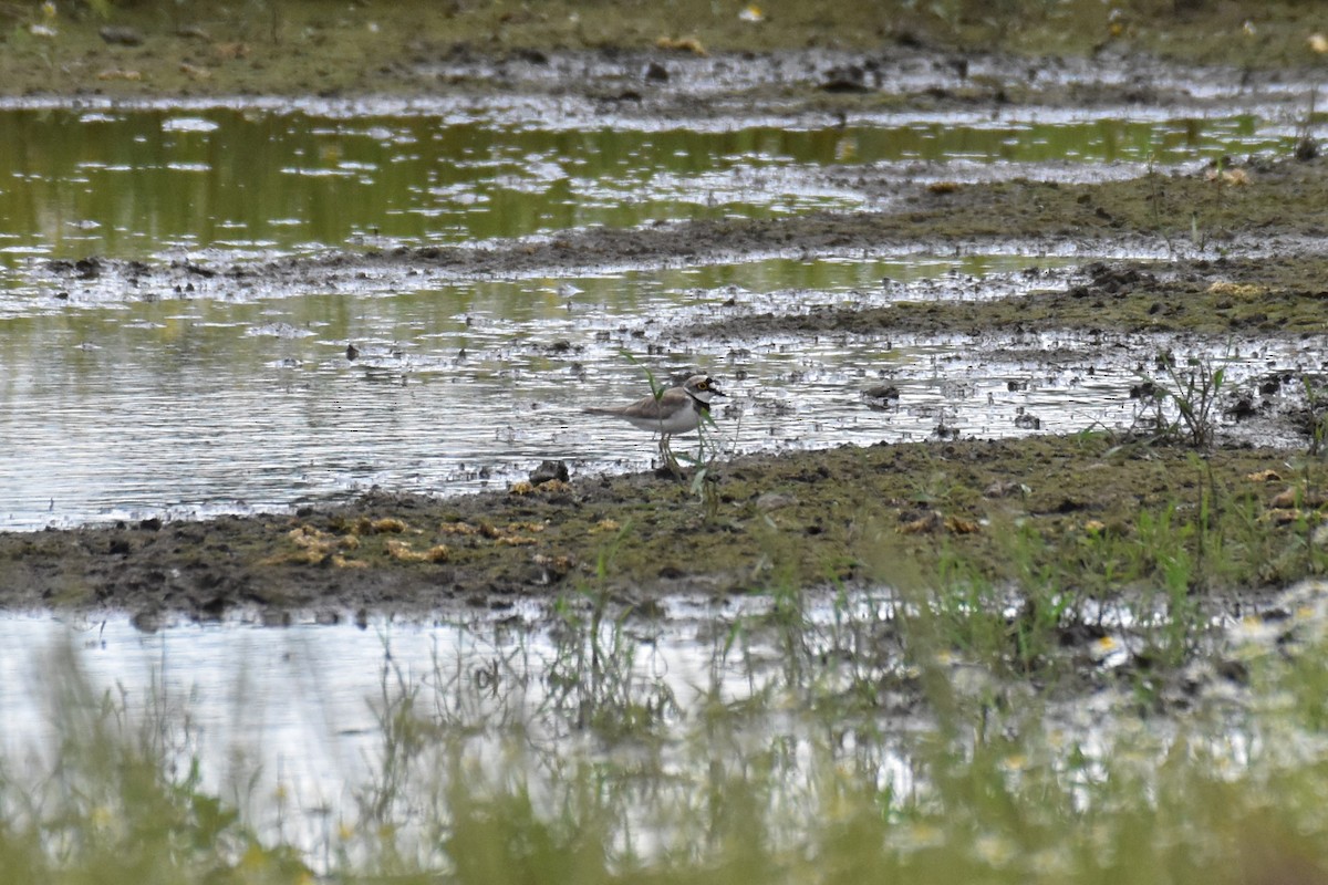 Little Ringed Plover - ML620710949