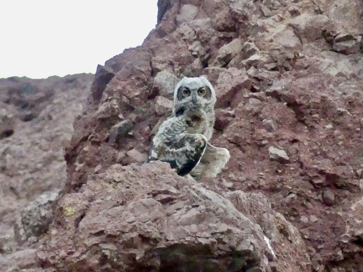 Great Horned Owl - ML620710956