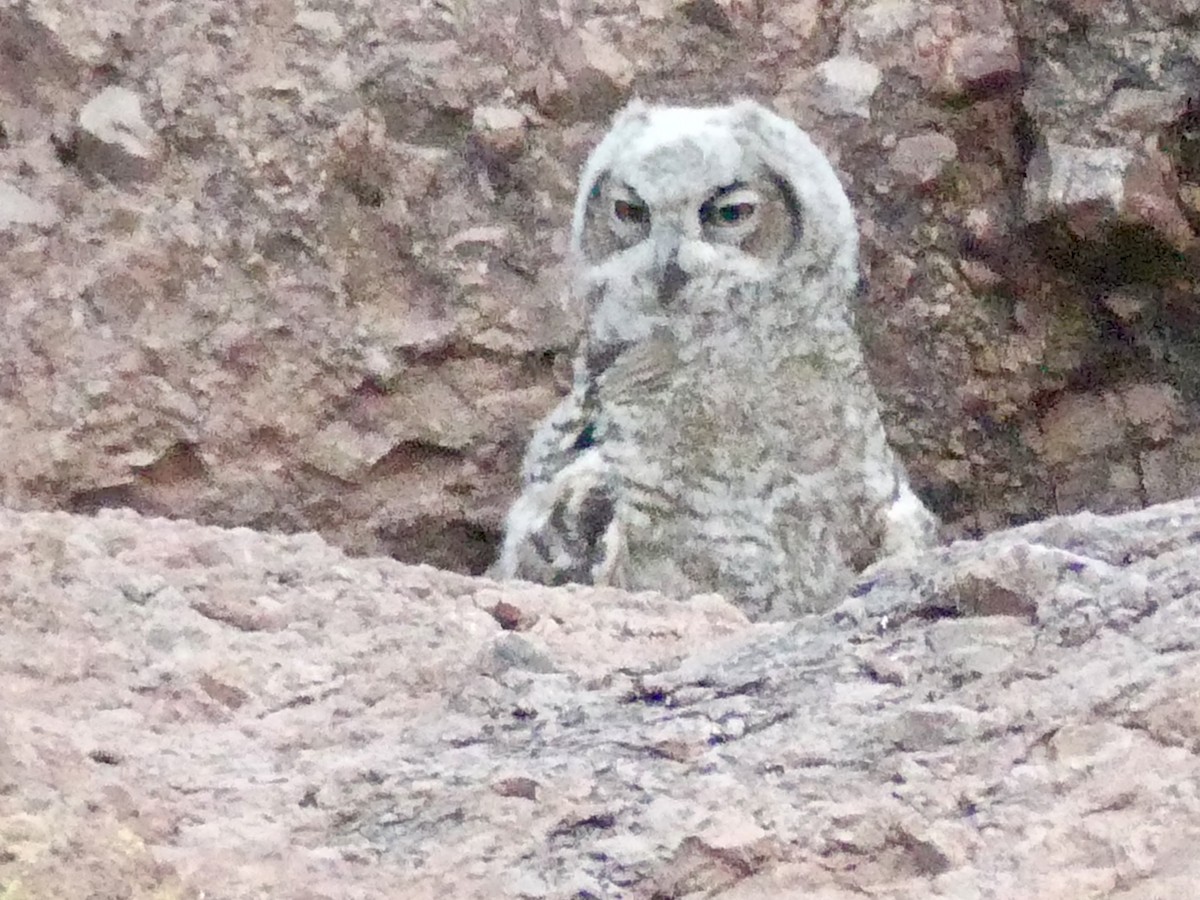 Great Horned Owl - ML620710957