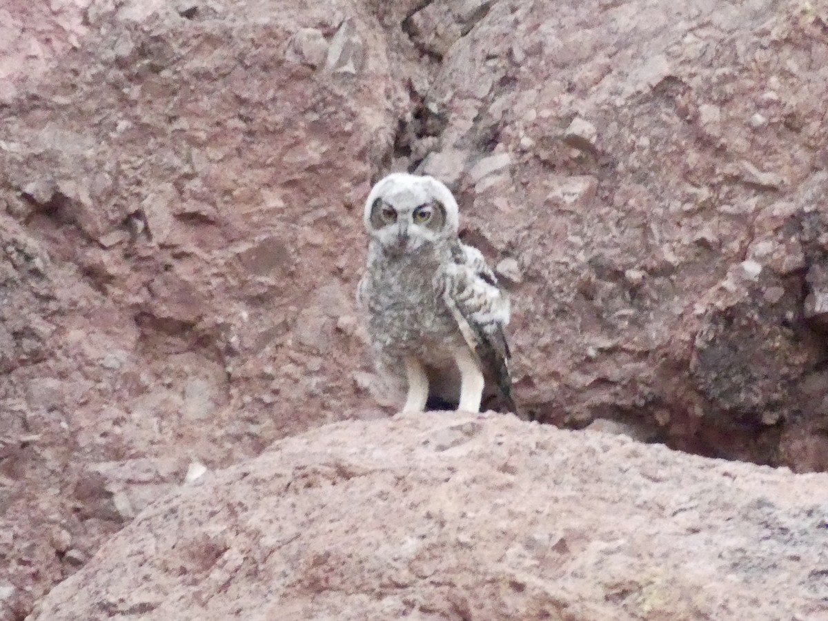 Great Horned Owl - ML620710958