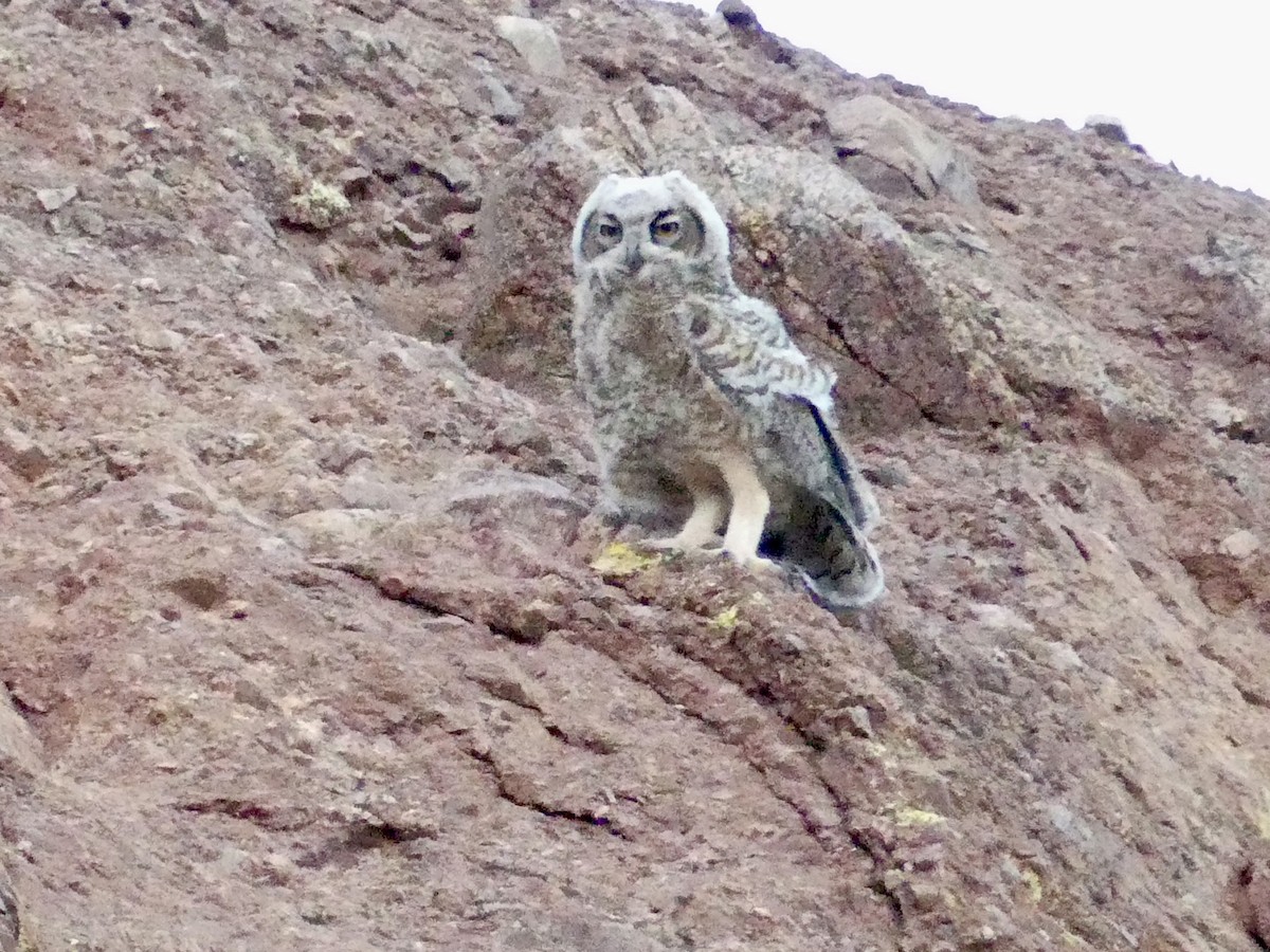 Great Horned Owl - ML620710959