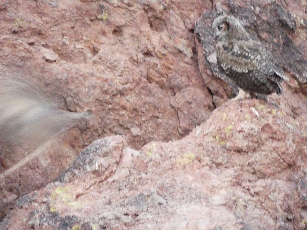 Great Horned Owl - ML620710960