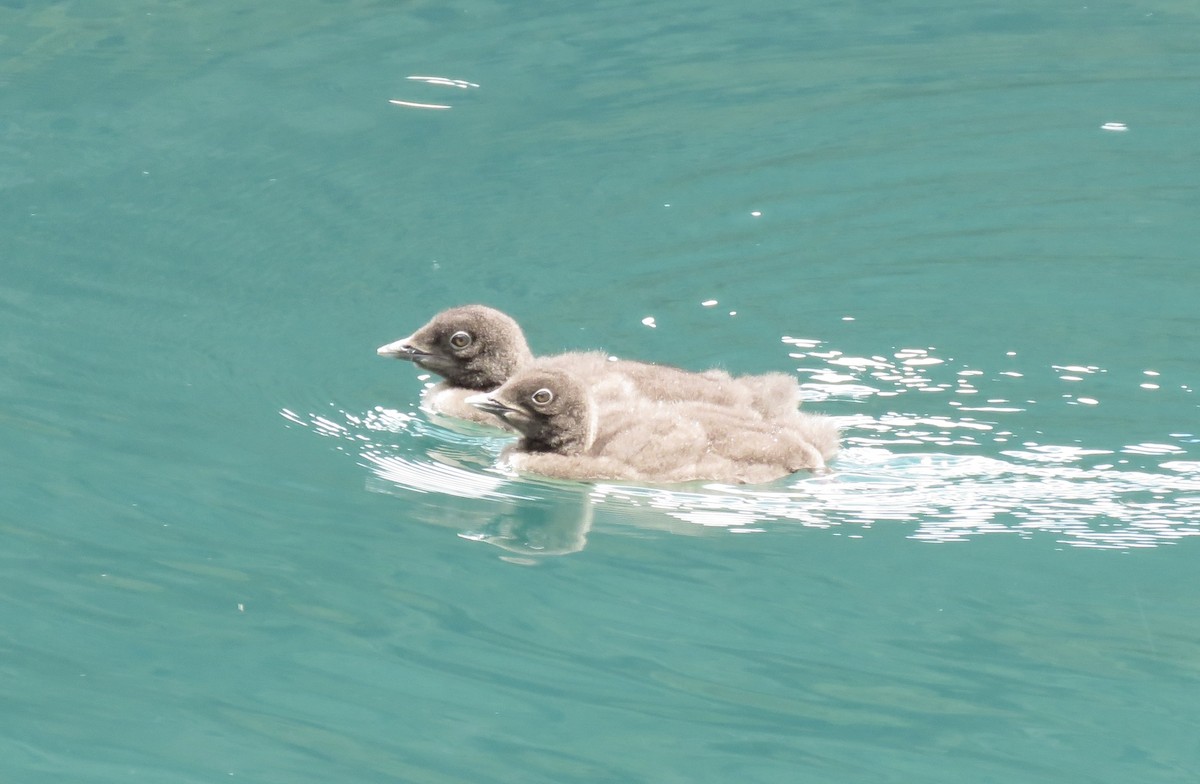 Common Loon - ML620710961