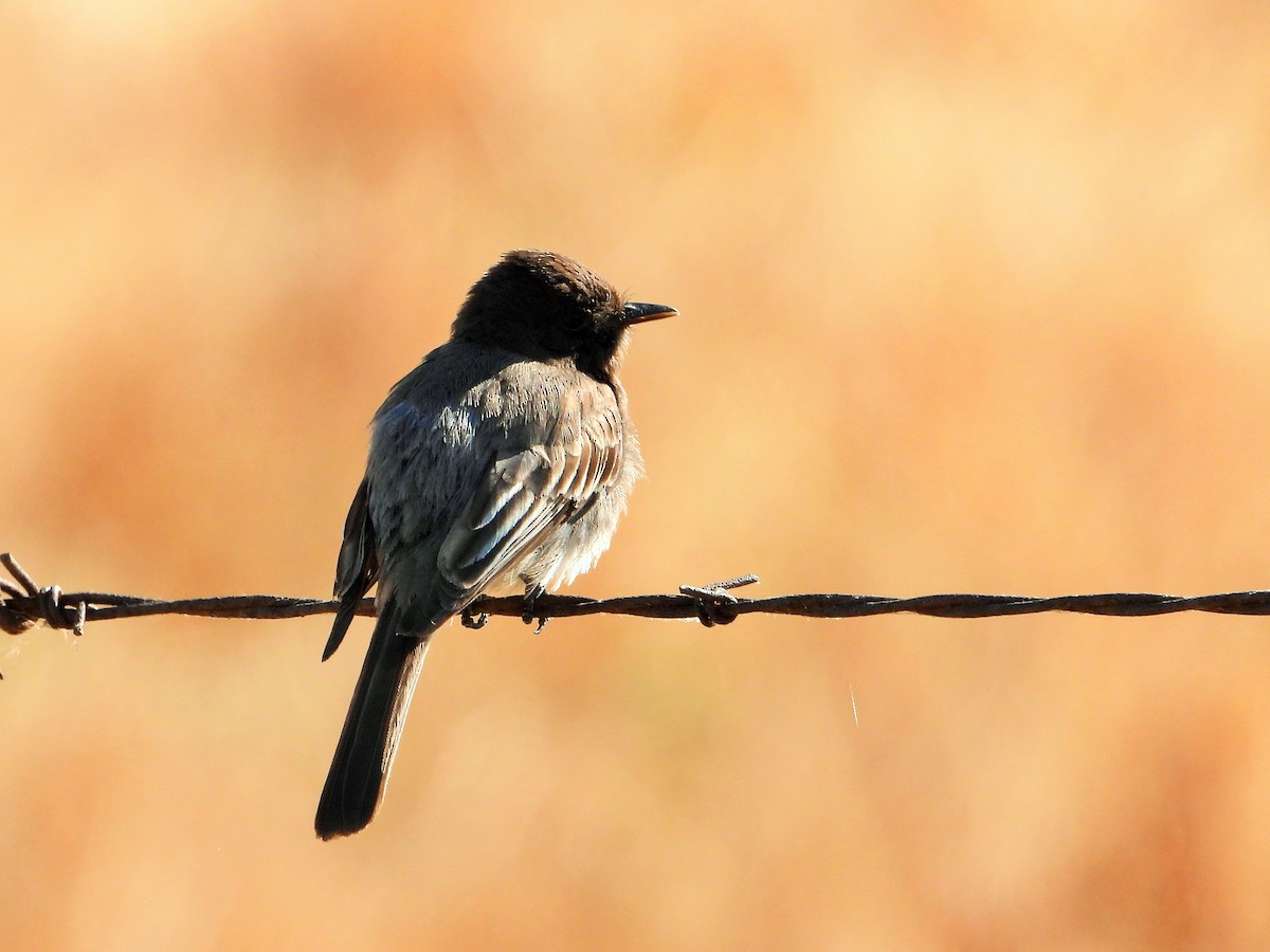 Black Phoebe - ML620710965