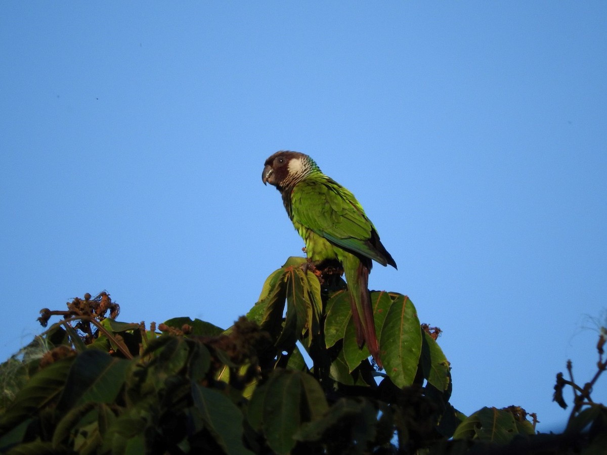 Conure à poitrine grise - ML620710966