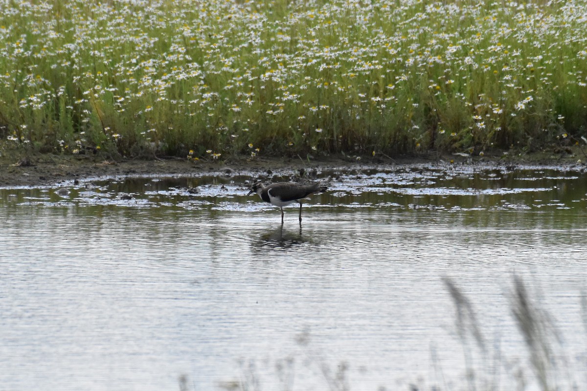 Northern Lapwing - ML620710968