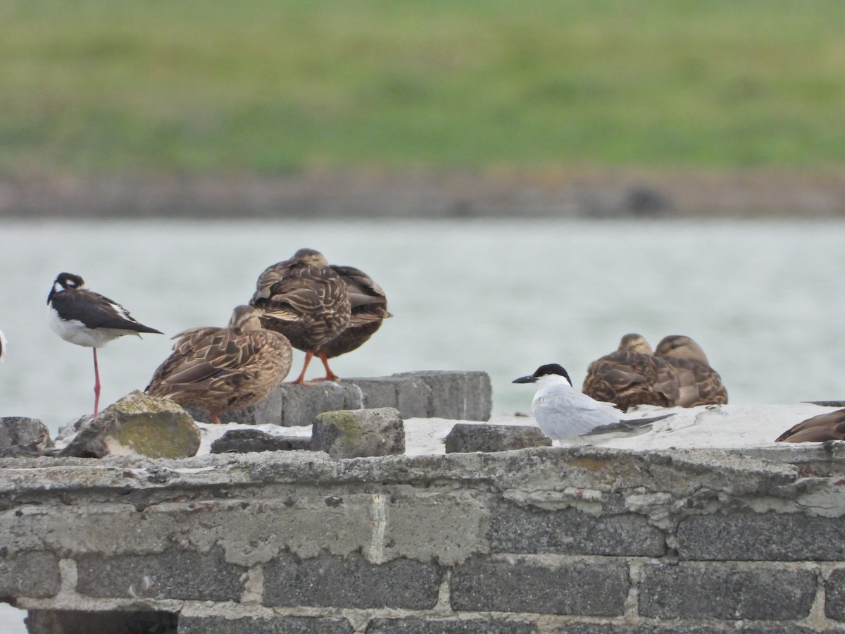 Gull-billed Tern - ML620710971