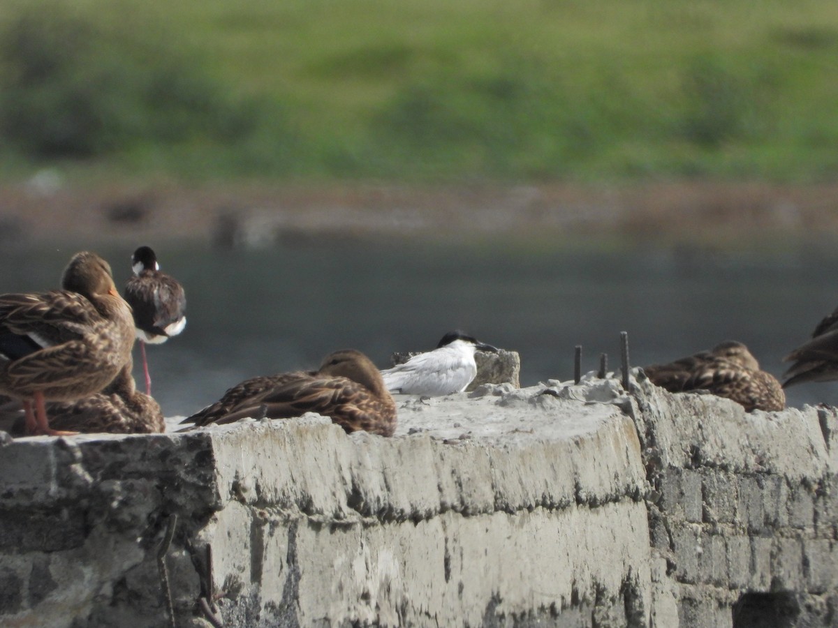 Gull-billed Tern - ML620710973