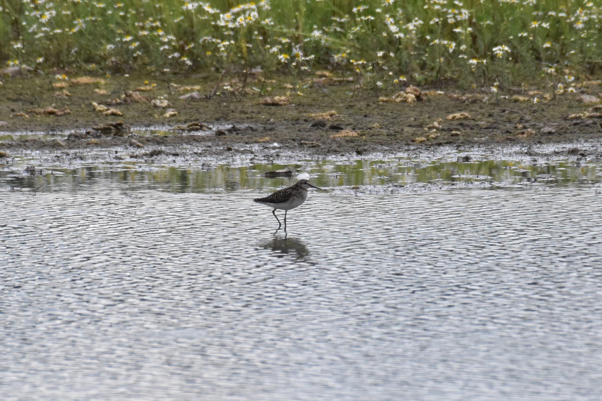 Wood Sandpiper - ML620710989