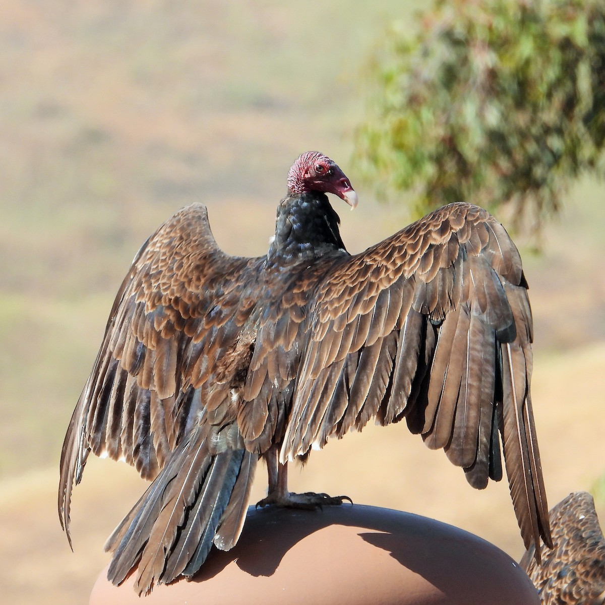 Turkey Vulture - ML620710991