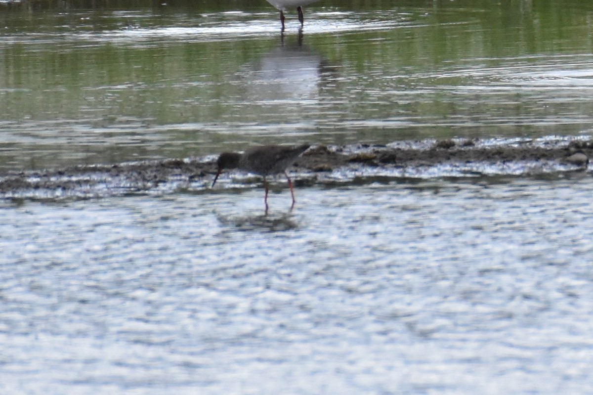 Common Redshank - ML620710994