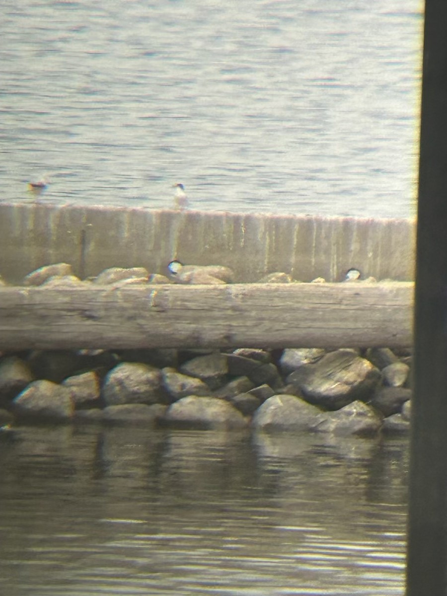 Forster's Tern - ML620710999