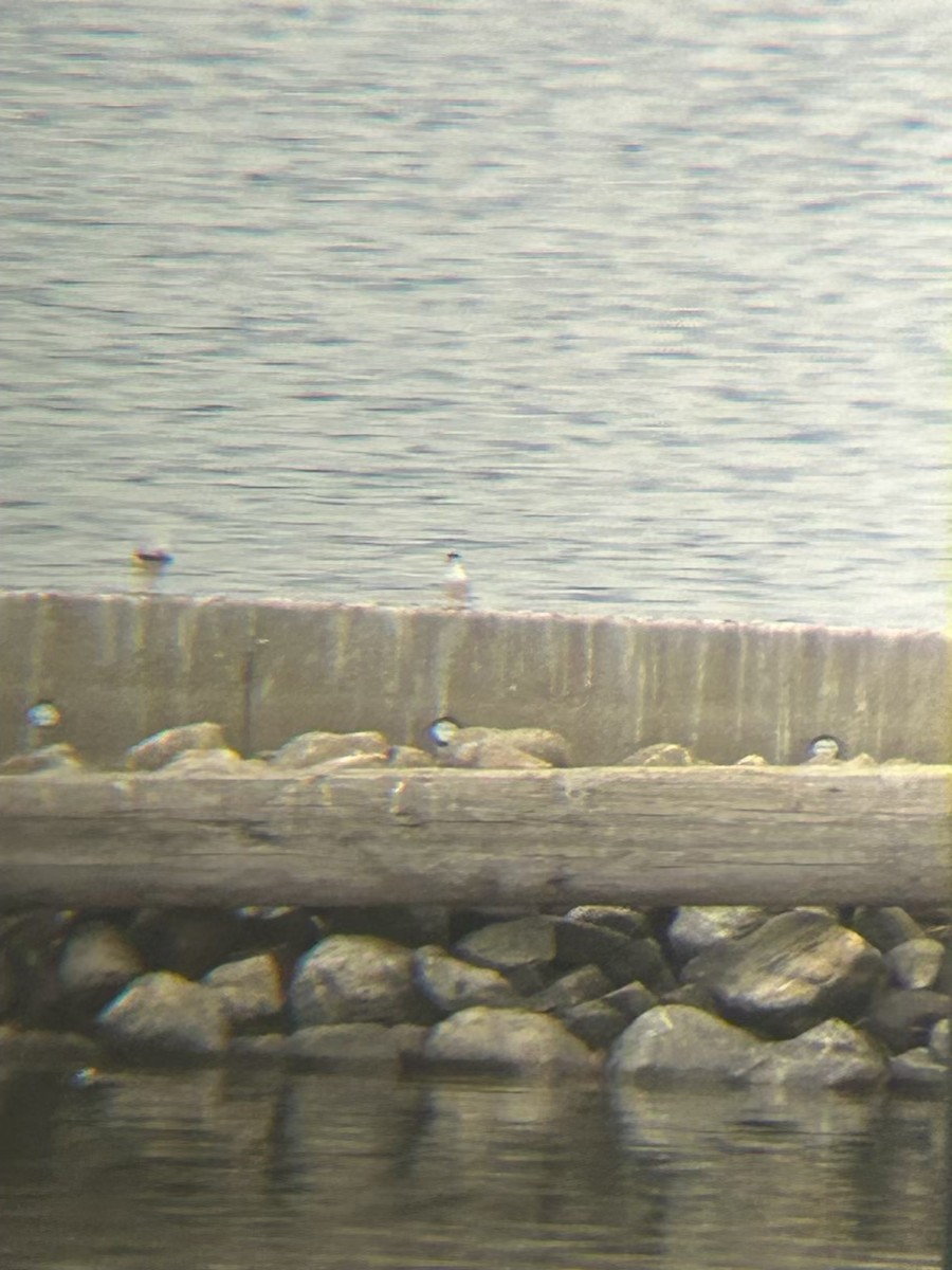 Forster's Tern - ML620711000