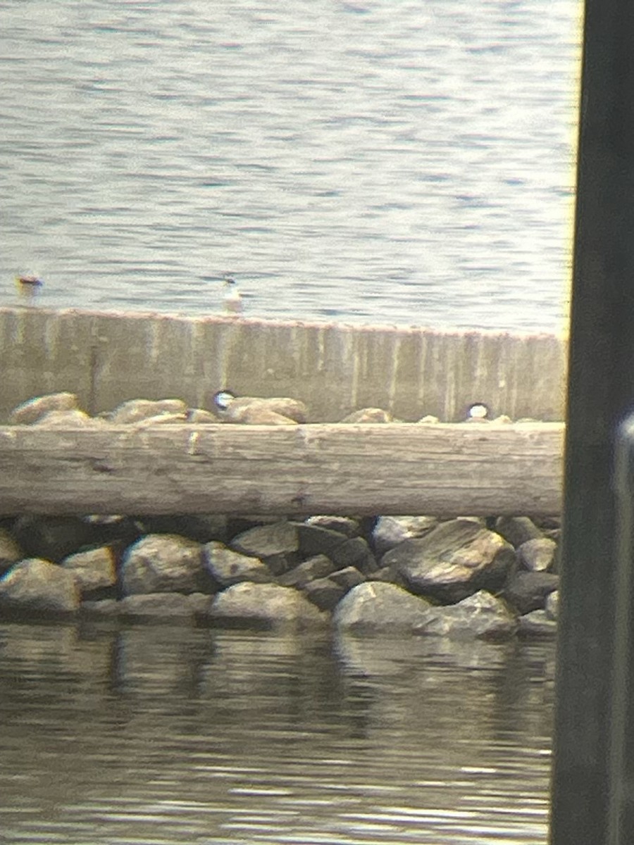 Forster's Tern - ML620711001