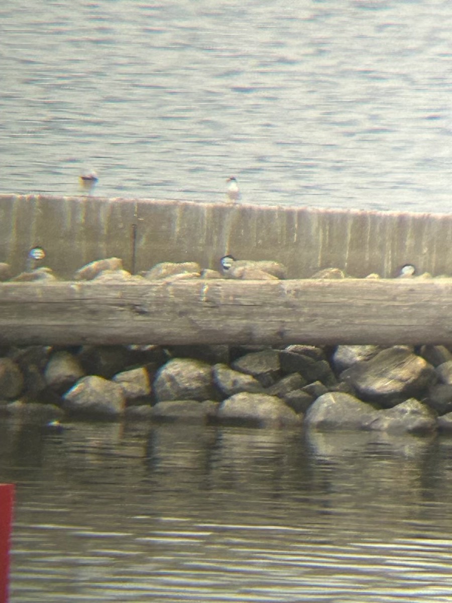 Forster's Tern - ML620711002