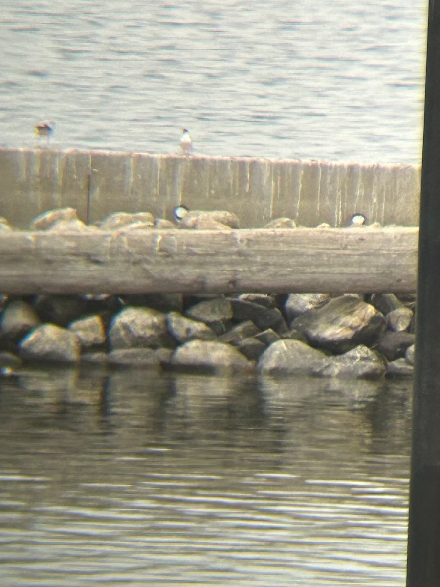 Forster's Tern - ML620711003