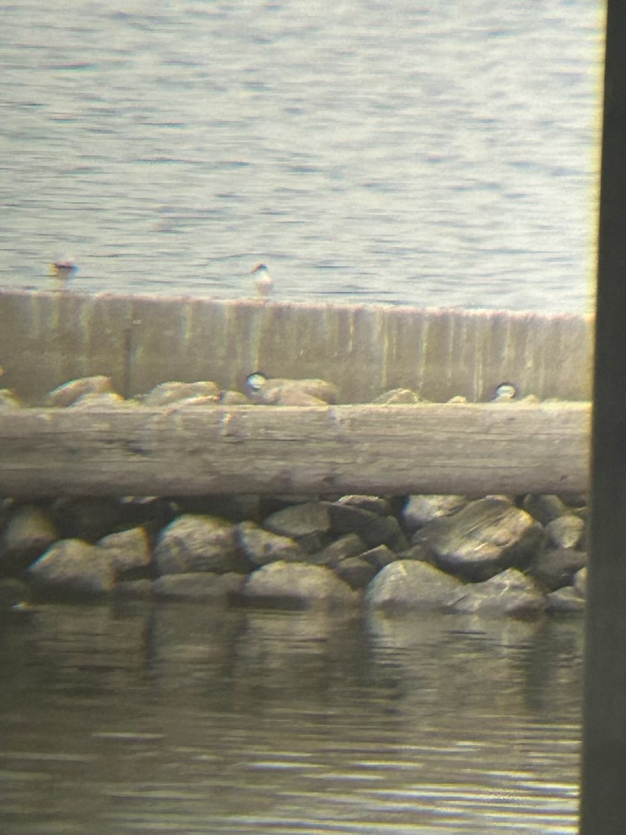 Forster's Tern - ML620711004