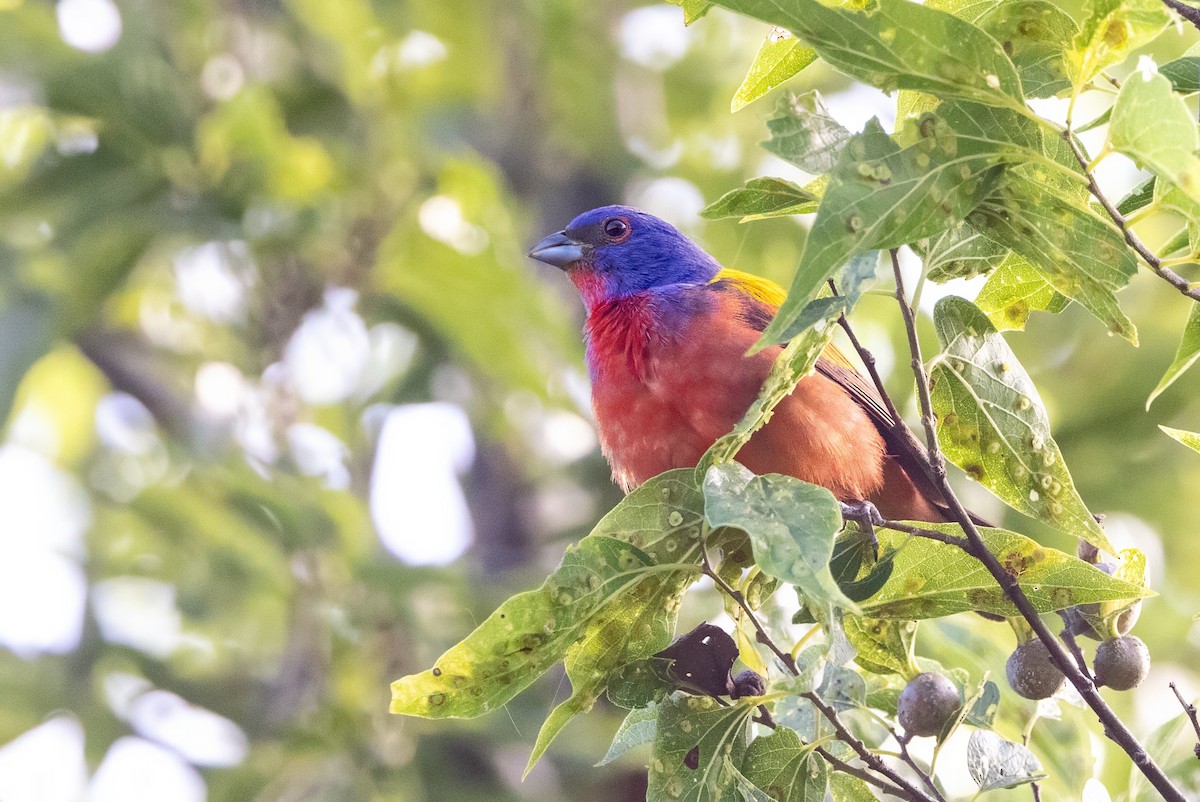 Painted Bunting - ML620711005