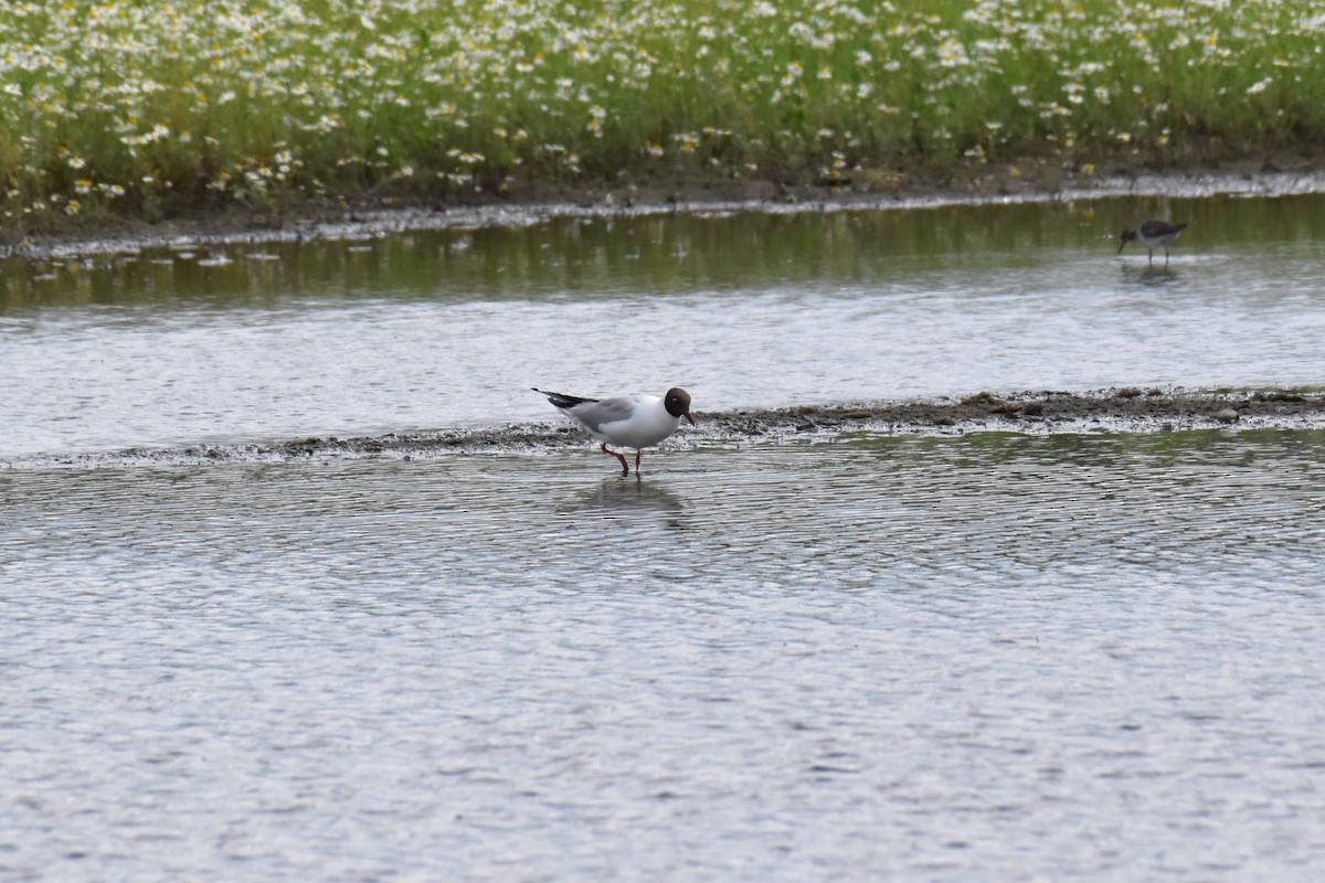 Black-headed Gull - ML620711006