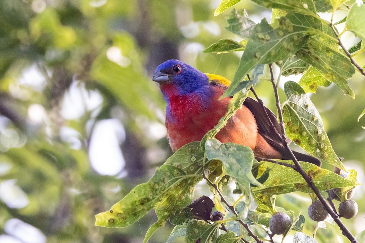 Painted Bunting - ML620711007