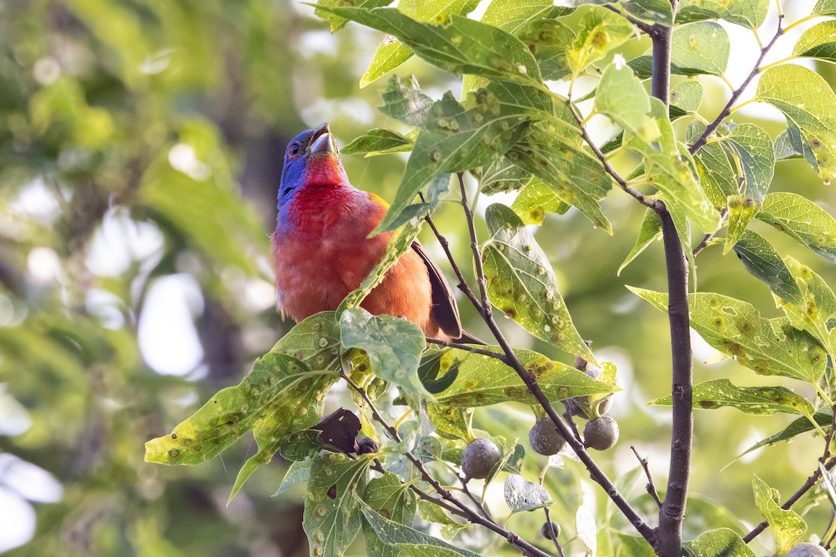 Painted Bunting - ML620711011