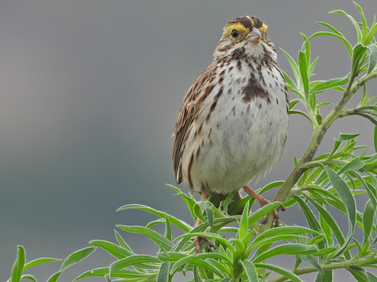 Savannah Sparrow (Savannah) - ML620711012