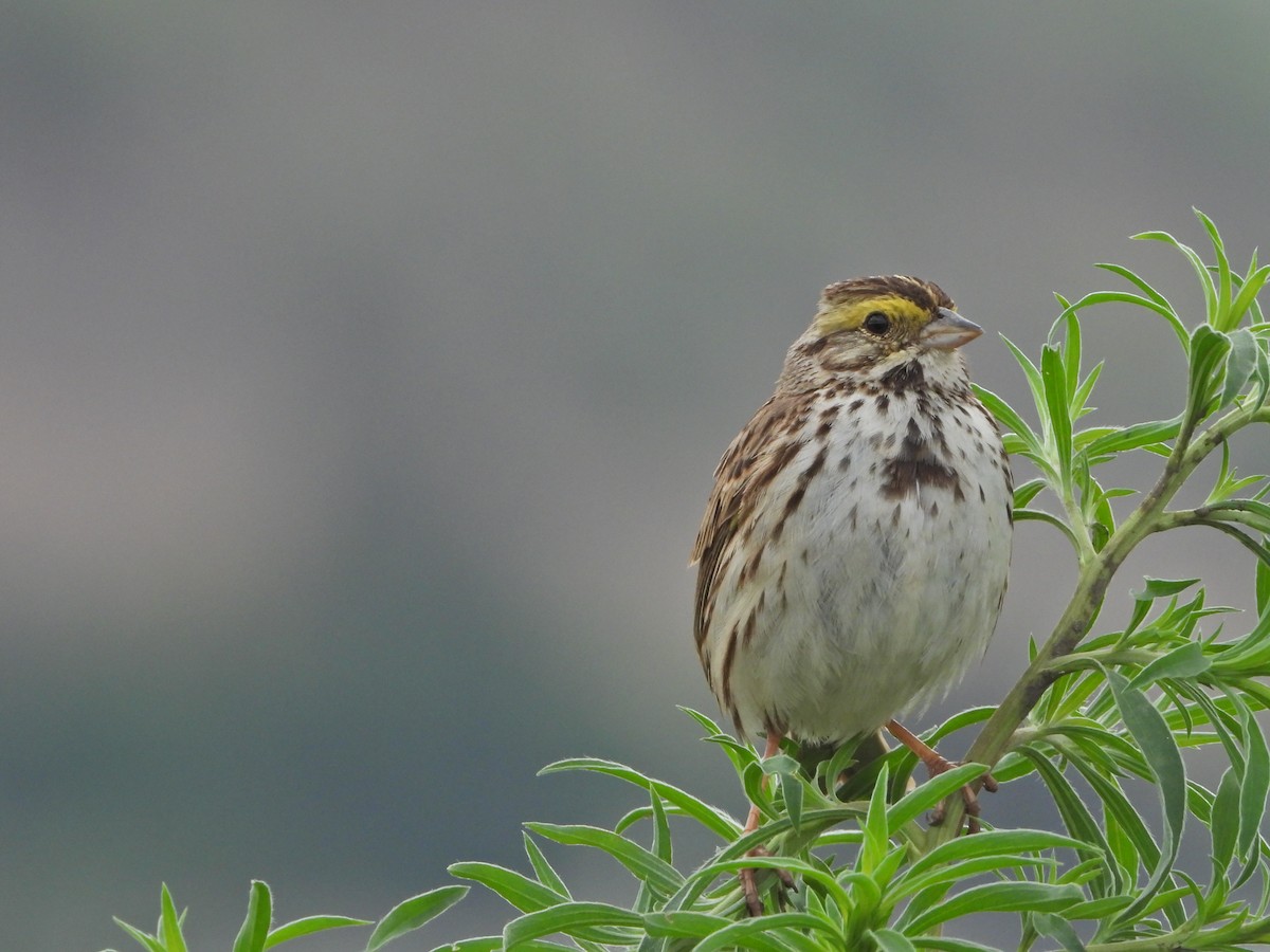 Savannah Sparrow (Savannah) - ML620711014