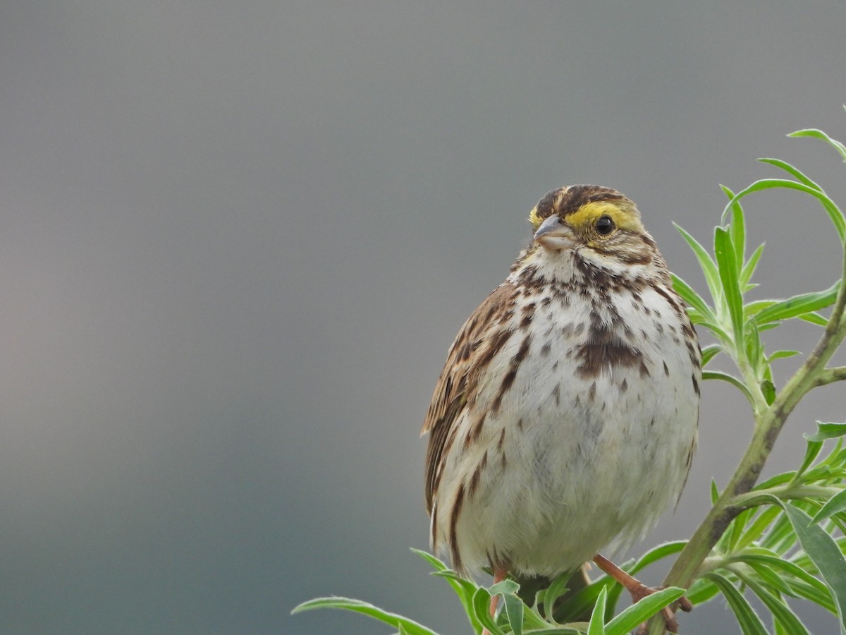 Savannah Sparrow (Savannah) - ML620711015