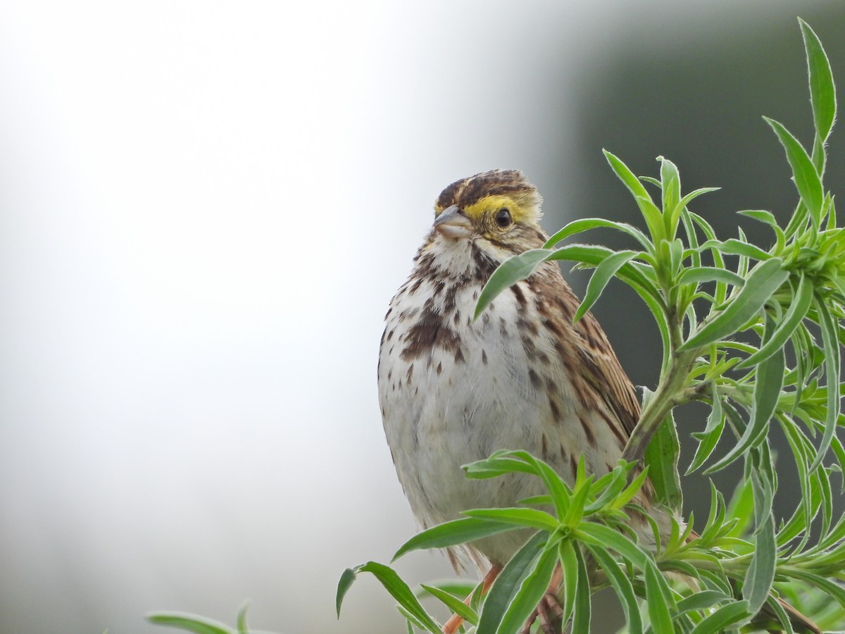 Savannah Sparrow (Savannah) - ML620711016