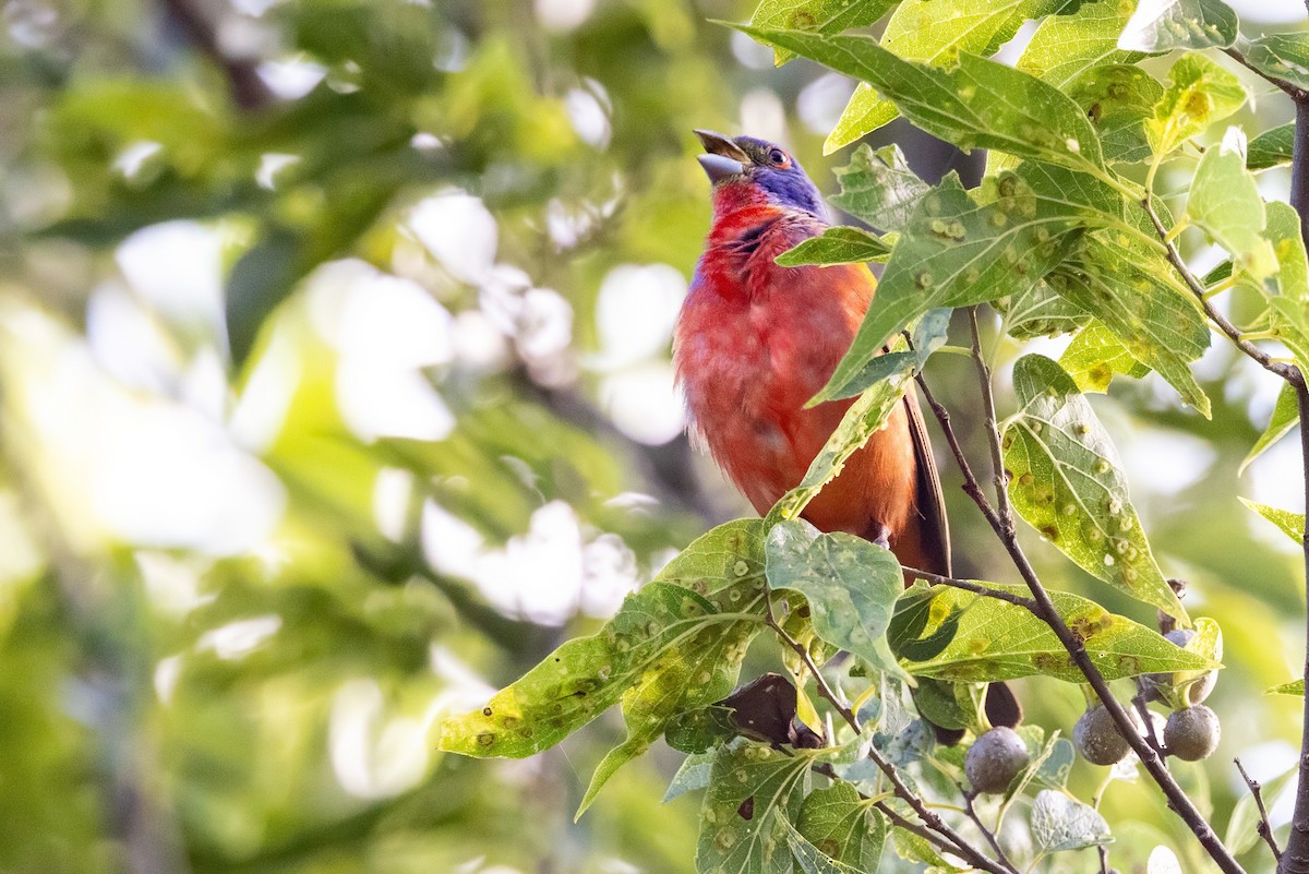 Painted Bunting - ML620711017