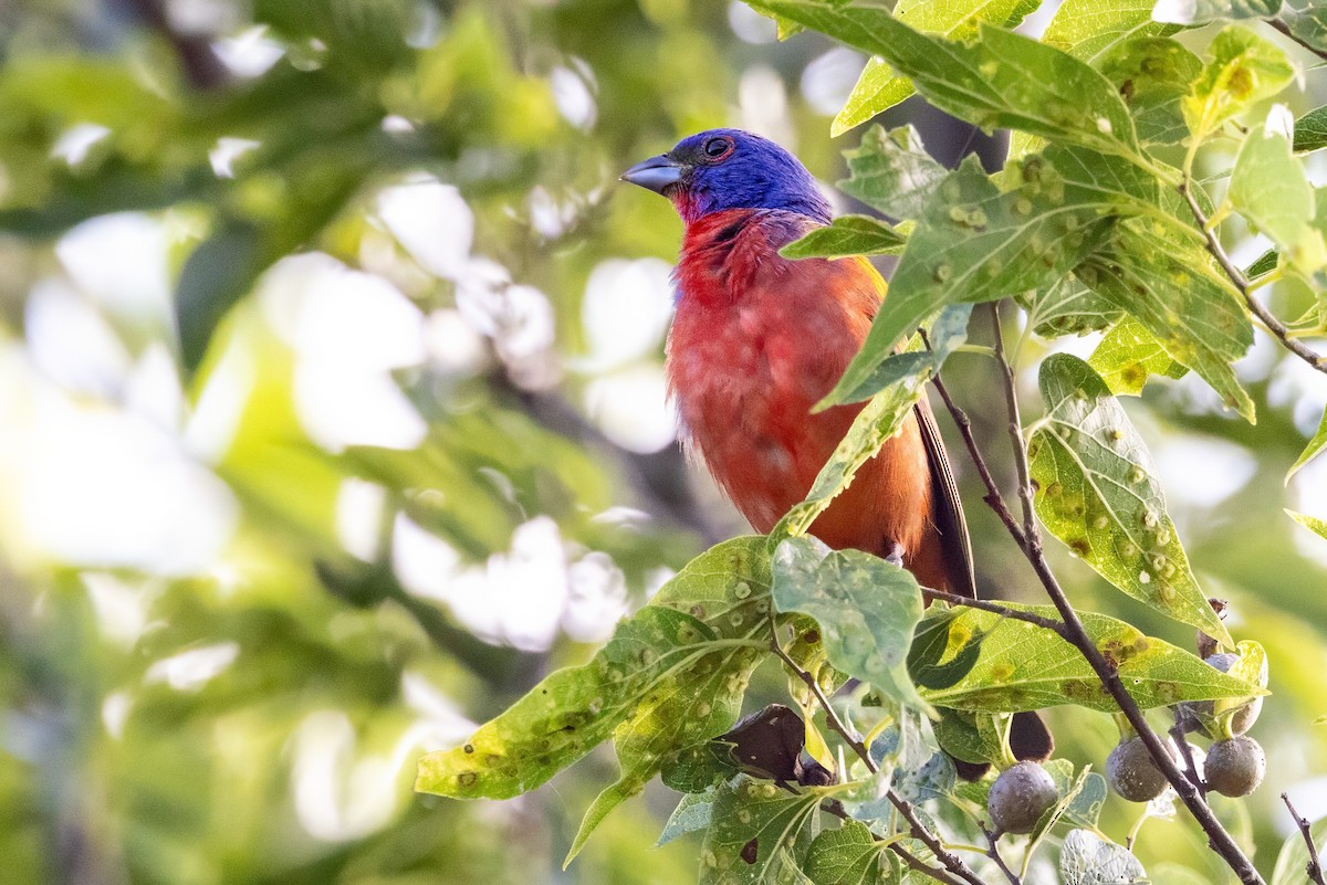 Painted Bunting - ML620711019