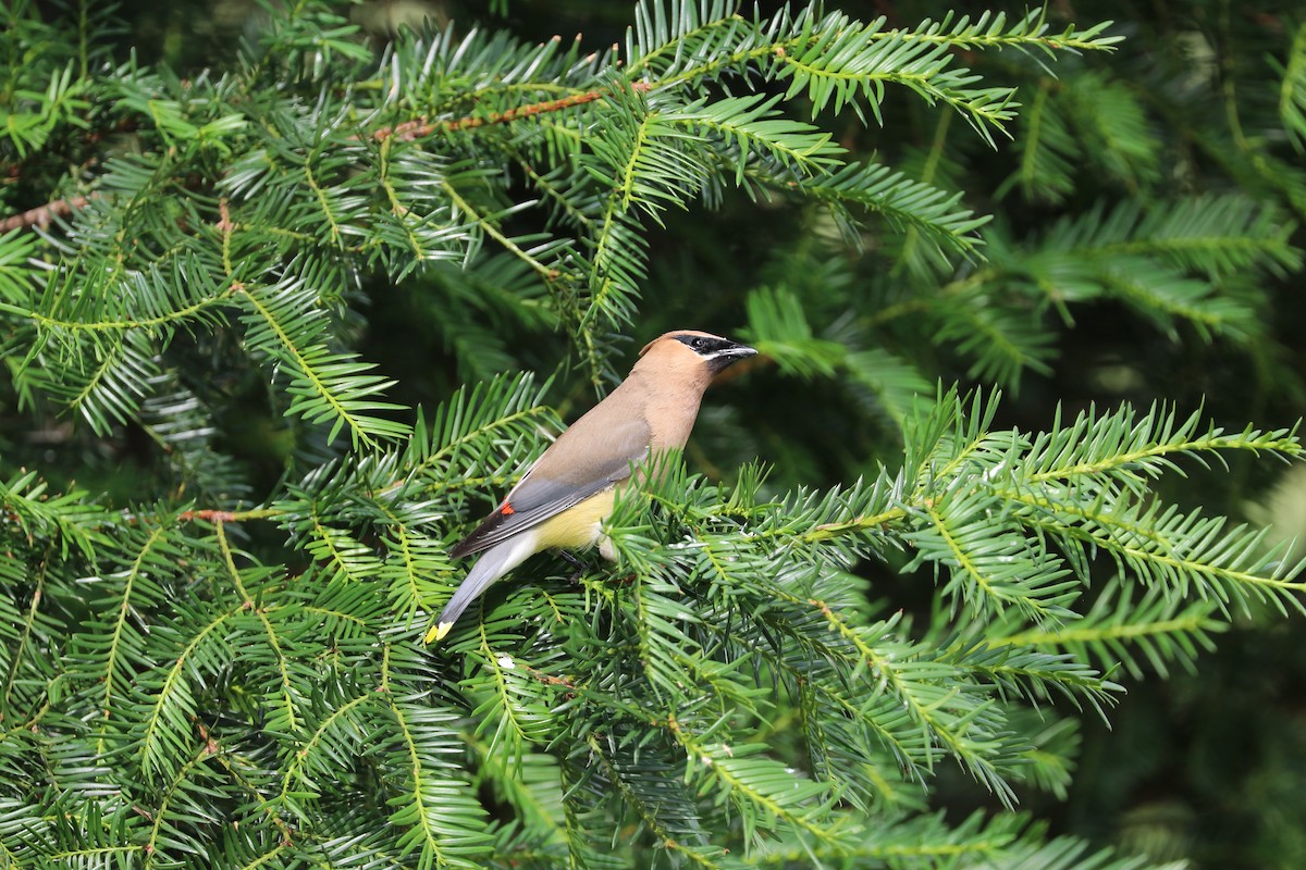 Cedar Waxwing - ML620711026