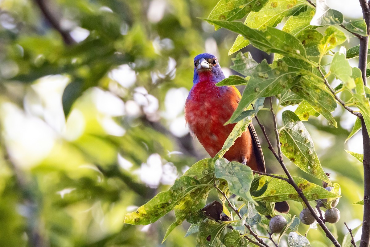 Painted Bunting - ML620711027