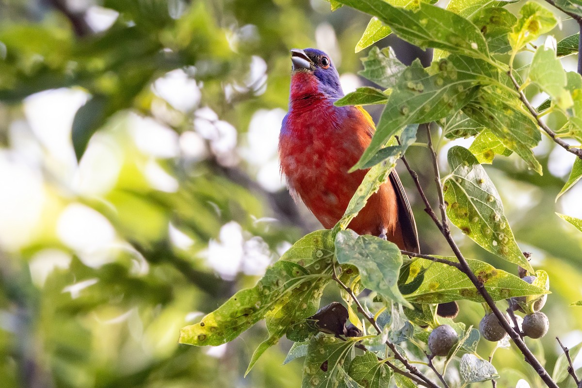 Painted Bunting - ML620711029